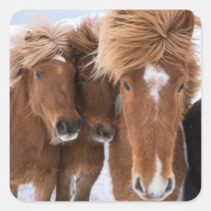 IJslandse paarden snuffelen, IJsland Vierkante Sticker
