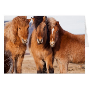 IJslandse paarden tijdens de winter