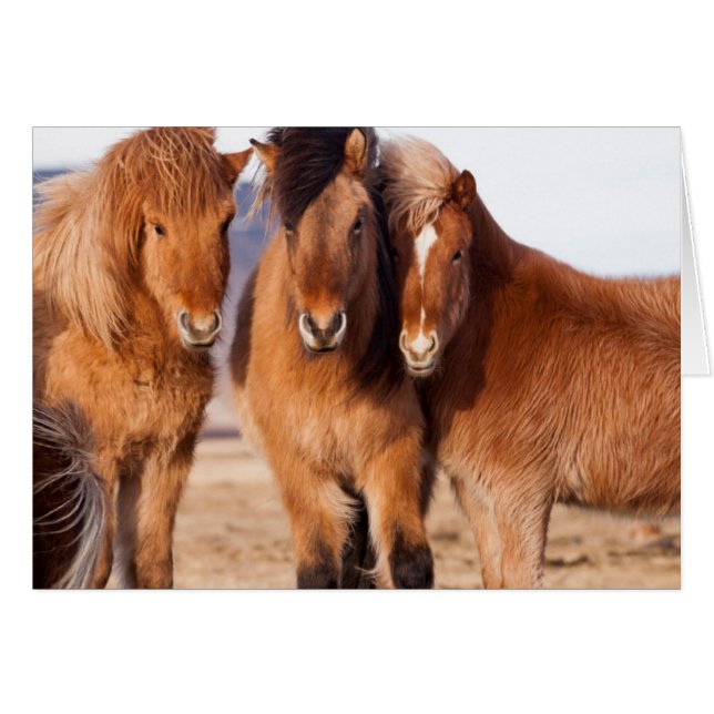 IJslandse paarden tijdens de winter (Voorkant Horizontaal)