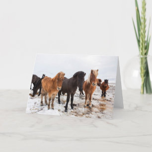 IJslandse paarden tijdens de winter in IJsland Kaart