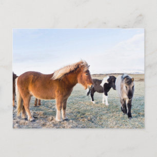 IJslandse paarden tijdens de winter op IJsland Briefkaart