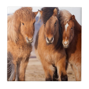 IJslandse paarden tijdens de winter Tegeltje