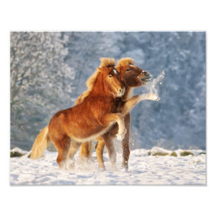 IJslandse paardenfokkerij op sneeuwfoto Foto Afdruk