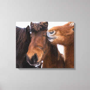IJslandse Paardenvrienden, IJsland Canvas Afdruk