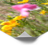 IJslandse papaver Poster (Hoek)