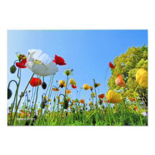 IJslandse papaver [Premium zilver saltpapier] フ ォ  Foto Afdruk