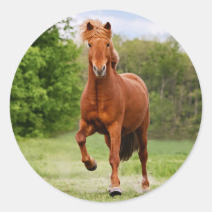 IJslandse Pony bij een Tölt Funny Photo Horse Love Ronde Sticker