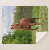 IJslandse Pony loopt Tölt Funny Photo Horse Lovers Sherpa Deken (Voorkant (horizontaal))