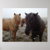 IJslandse pony's, IJslandse paarden in het sneeuwp Poster (Voorkant)