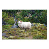 IJslandse Ram Art Foto Afdruk (Voorkant)