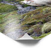 IJslandse Ram Art Foto Afdruk (Hoek)