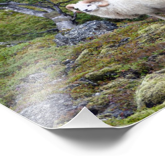 IJslandse Ram Art Foto Afdruk (Hoek)