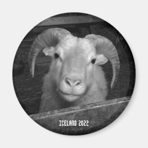 IJslandse schapen - magnet Magneet