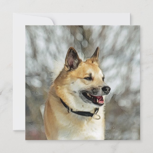 IJslandse Sheepdog 019 (Voorkant)