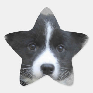 IJslandse Sheepdog 2014-0804 Ster Sticker