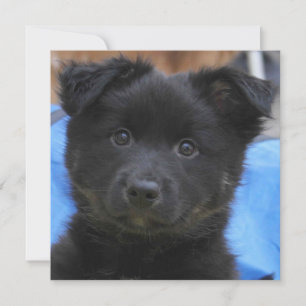 IJslandse Sheepdog 2014-0805