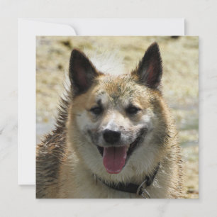 IJslandse Sheepdog 2014-0807