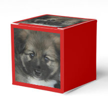 IJslandse Sheepdog 2014-0808