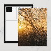 ijsvertakkingen bij zonsondergang briefkaart (Voorkant / Achterkant)