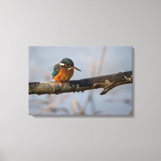 ijsvis canvas afdruk (Voorkant)