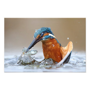 Ijsvogel Alcedo Atthis jachtend in het water Luca Foto Afdruk