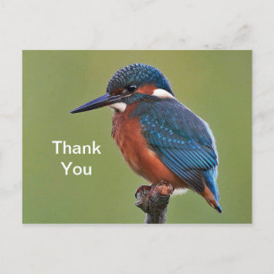 Ijsvogel Dank Je Postkaart