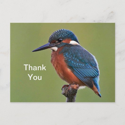 Ijsvogel Dank Je Postkaart (Voorkant)