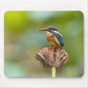 ijsvogel, dier, natuur muismat