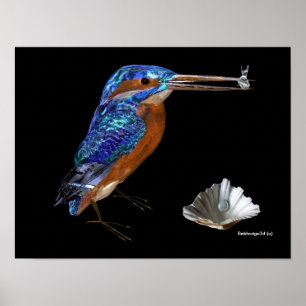 IJSVOGEL POSTER