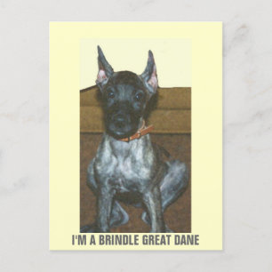 IK BEN EEN BRINDLE GREAT DANE BRIEFKAART