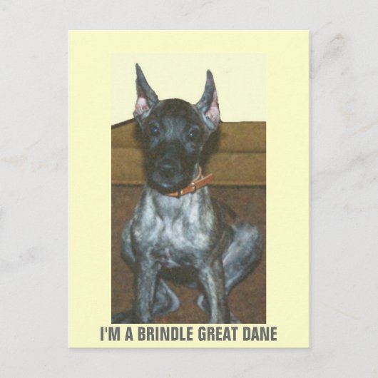 IK BEN EEN BRINDLE GREAT DANE BRIEFKAART (Voorkant)
