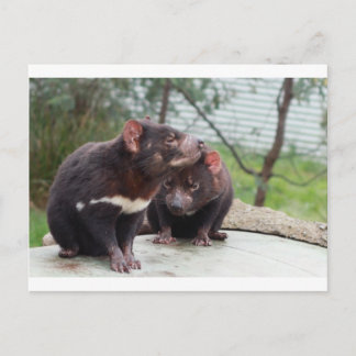 Ik ben een kleine duivel briefkaart