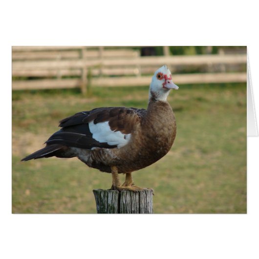 Ik ben een Seagull (Voorkant Horizontaal)