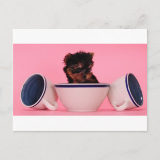 Ik ben geen Tea Cup Poodle. Briefkaart