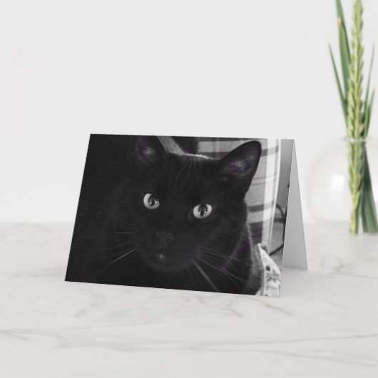 Ik ben geschokt Black Cat Birthday Kaart (Voorkant)