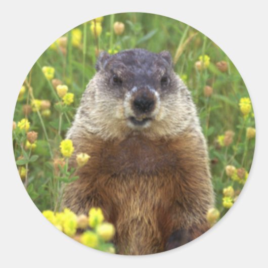 Ik ben Groundhog Sticker (Voorkant)