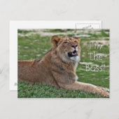 Ik ben het Boss Lion briefkaart (Voorkant / Achterkant)