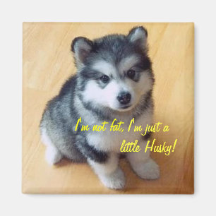 Ik ben niet dik, ik ben gewoon een beetje Husky. Magneet