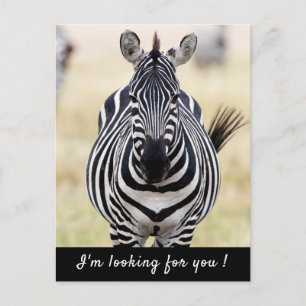 Ik ben op zoek naar je Zebra foto met tekst Briefkaart