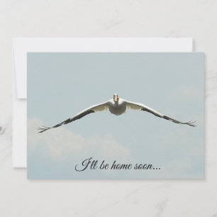 Ik ben zo thuis, Pelican Flying  Kaart