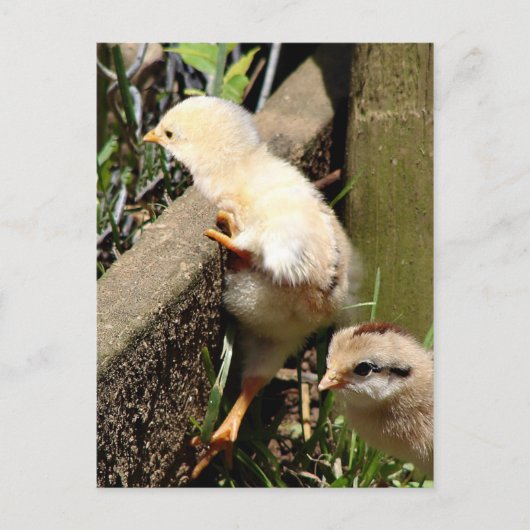 Ik denk dat ik kan briefkaart (Voorkant)