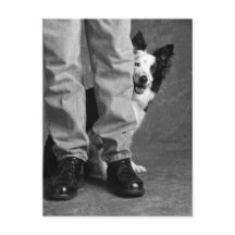 Ik en mijn schaduw - Collie Dog