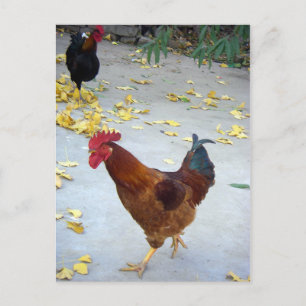 Ik ga mijn kant op briefkaart