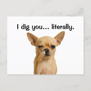 "Ik graaf je ... letterlijk" Chihuahua Grappig Feestdagenkaart