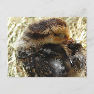 Ik heb een jeuk. briefkaart