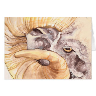 ik heb mijn oog op ooien