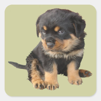 Ik hoef niet te weten dat ik Schattige ben Vierkante Sticker