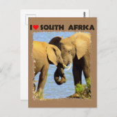 Ik hoor liefdevolle olifanten uit Zuid-Afrika Briefkaart (Voorkant / Achterkant)