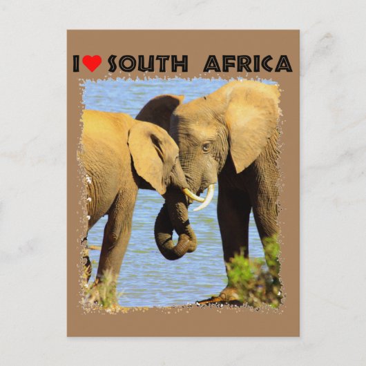 Ik hoor liefdevolle olifanten uit Zuid-Afrika Briefkaart (Voorkant)