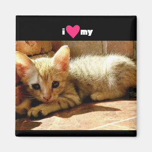 Ik hoor mijn kat magneet